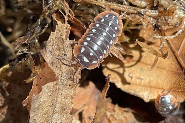 Armadillidium klugii auch Clownasseln genannt und andere Asselarten sind bei uns erhältlich. ZooAustria-Ihr Profi für Terraristik