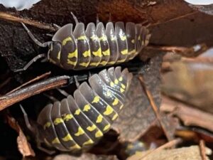 Verschiedene Asselarten sind bei uns erhältlich. Armadilliium gestroi high yellow giant. ZooAustria-Ihr Profi für Terraristik Österreich