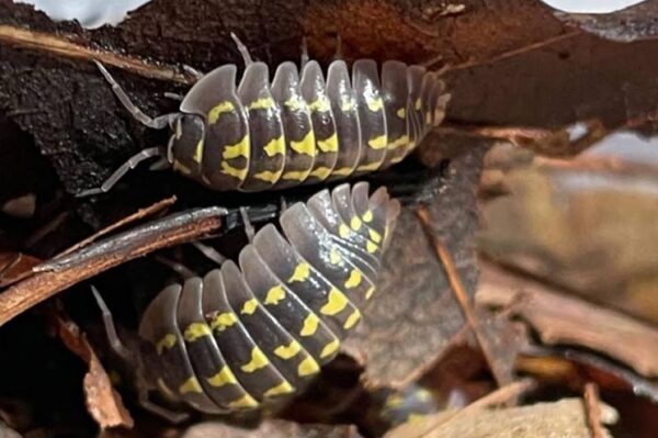 Verschiedene Asselarten sind bei uns erhältlich. Armadilliium gestroi high yellow giant. ZooAustria-Ihr Profi für Terraristik Österreich