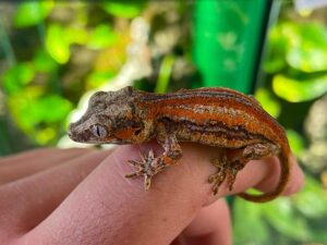 Höckerkopfgecko Rhacodactylus auriculatus bei uns erhältlich. ZooAustria Terraristikshop Wien