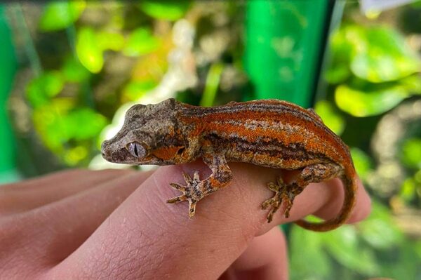 Höckerkopfgecko Rhacodactylus auriculatus bei uns erhältlich. ZooAustria Terraristikshop Wien