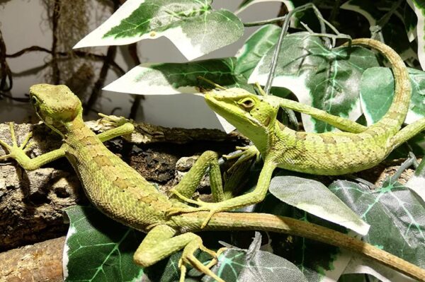 Kronenbasilisk Elterntiere eigene Nachzucht ZooAustria Ihr Profi für Terraristik