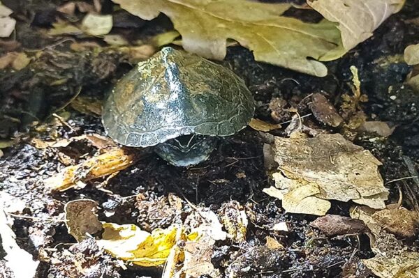 Moschusschildkröte, Wasserschildkröte Jungtier ZooAustria-Terraristikshop Wien