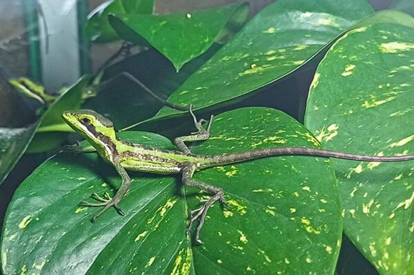 Kronenbasilisk Jungtiere aus eigener Nachzucht. ZooAustria Terraristikshop Wien