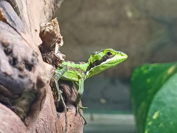 Laemanctus julioi Kronenbasilisk Jungtier eigene Nachzucht ZooAustria-Ihr Profi für Terraristik