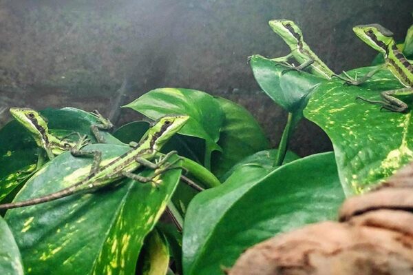 Kronenbasilisk Jungtiere aus eigener Nachzucht. ZooAustria -Ihr Profi für Terraristik