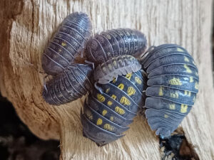 Armadillidium granulatum. Zierasseln, Rollasseln bei uns erhältlich. ZooAustria-Ihr Profi für Terraristik Wien