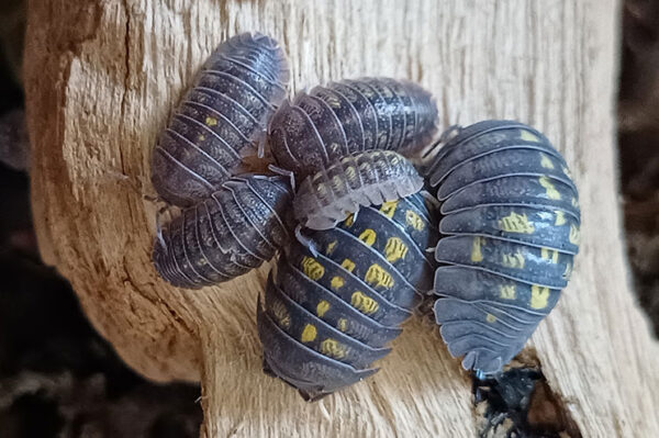 Armadillidium granulatum. Zierasseln, Rollasseln bei uns erhältlich. ZooAustria-Ihr Profi für Terraristik Wien