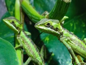 Kronenbasilisk Jungtiere Eigene Züchtung ÖNZ Terraristik Shop Wien Zoo Austria