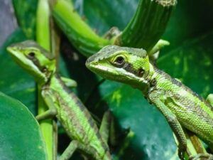 Kronenbasilisk Jungtiere Eigene Züchtung ÖNZ Terraristik Shop Wien Zoo Austria