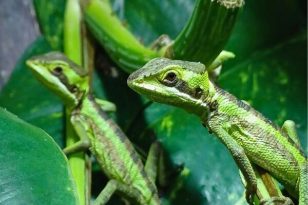 Kronenbasilisk Jungtiere Eigene Züchtung ÖNZ Terraristik Shop Wien Zoo Austria