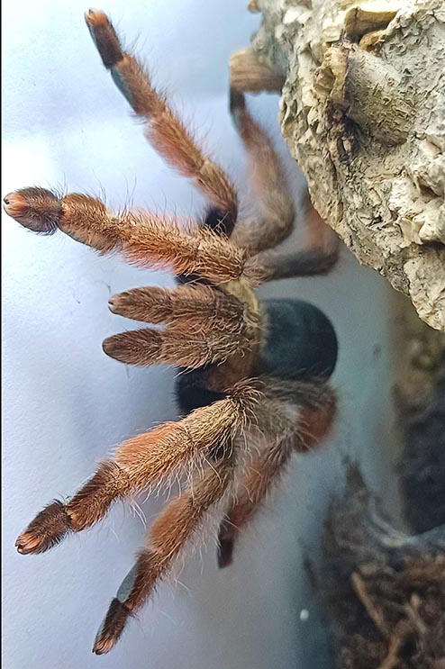 P.Pulcher Vogelspinne-Angebot ZooAustria-Ihr Profi für Terraristik