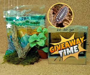 Gewinnspiel Terrarium Komplettset für Insekten, Spinnen und Zierasseln ZooAustria-Ihr Profi für Terraristik 