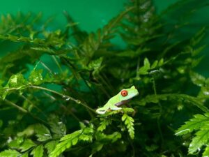 Rotaugenlaubfrosch Agalychnis callidryas Bei uns erhältlich ZooAustria-Ihr Profi für Terraristik