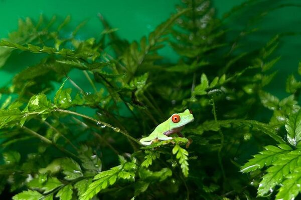 Rotaugenlaubfrosch Agalychnis callidryas Bei uns erhältlich ZooAustria-Ihr Profi für Terraristik