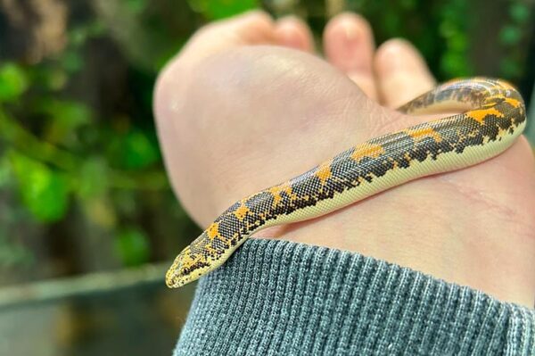 Sandboa-Eryx. Bei uns erhältlich-Terraristikshop ZooAustria Wien