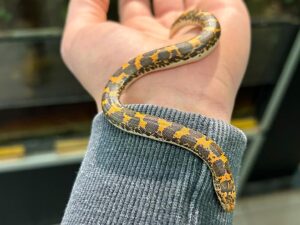 Sandboa-Eryx. Bei uns erhältlich ZooAustria-Terraristikshop