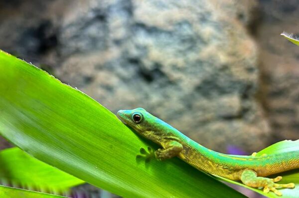 phelsuma robertmertensi bei uns erhältlich ZooAustria Ihr Profi für Terraristik