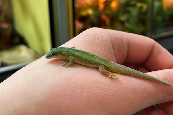 phelsuma robertmertensi auf der Hand. Ihr Profi für Terraristik ZooAustria Bei uns erhältlich.