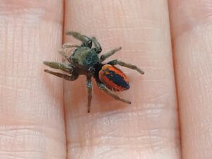 Springspinne phidippus johnsoni . Bei uns erhältlich ZooAustria-Ihr Profi für Terraristik