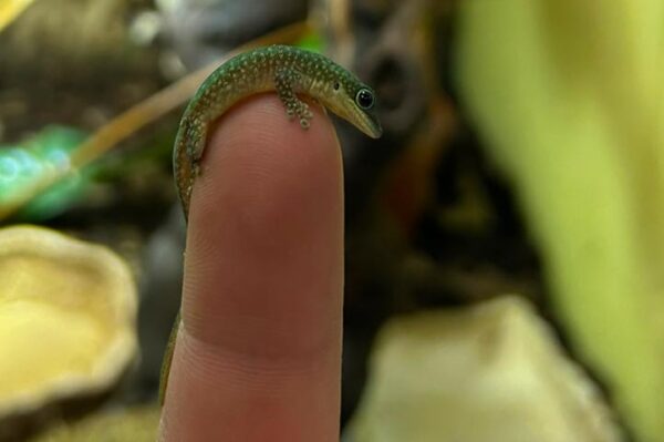 phelsuma robertmertensi auf der Hand. Ihr Profi für Terraristik ZooAustria Bei uns erhältlich.