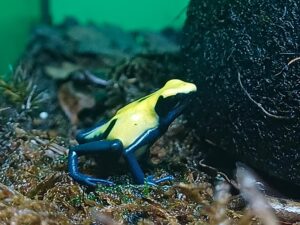 Pfeilgiftfrosch Dendrobates tinctorius citronella. Bei uns erhältlich Terraristik Shop Wien Zoo Austria