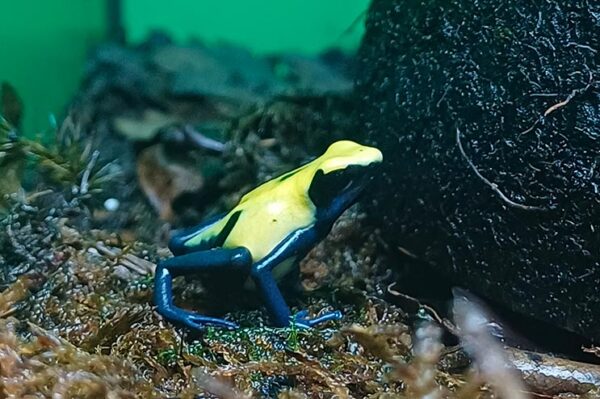 Pfeilgiftfrosch Dendrobates tinctorius citronella. Bei uns erhältlich Terraristik Shop Wien Zoo Austria