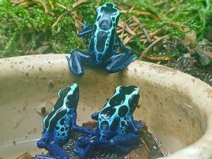 Pfeilgiftfrösche bei uns erhältlich. Terraristik Shop Wien Zoo Austria. Dendrobates tinctorius sipaliwini green