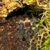 Vogelspinne Jungtier Grammostola actaeon noch mit roten Haaren am Hinterleib. Bei uns erhätlich ZooAustria Ihr Terraristikshop
