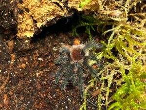 Vogelspinne Jungtier Grammostola actaeon noch mit roten Haaren am Hinterleib. Bei uns erhätlich ZooAustria Ihr Terraristikshop