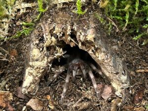 Vogelspinne Nhandu chromatus schaut aus ihrer Korkhöhle. Bei uns erhältlich ZooAustria Terraristikshop Wien