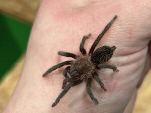 Vogelspinne Tlitocatl albopilosus auf der Hand. Terraristikshop Zoo Austria Wien