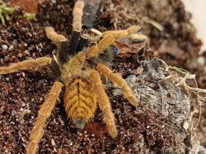 Vogelspinne ockergelb mit Tannenbaum Zeichnung Encyocratella olivaeca Jungtier. Bei uns erhältlich Terraristikshop Wien