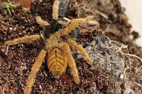 Vogelspinne ockergelb mit Tannenbaum Zeichnung Encyocratella olivaeca Jungtier. Bei uns erhältlich Terraristikshop Wien