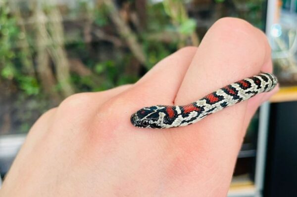 Lampropeltis mexicana, ungiftige Schlange, bei uns erhältlich Zoofachgeschäft Wien