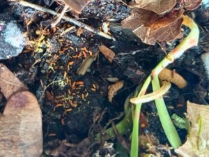 rote Springschwänze bei uns erhältlich. Zoo Austria - Terraristik Shop Wien