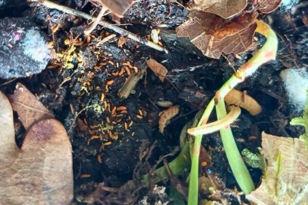 rote Springschwänze bei uns erhältlich. Zoo Austria - Terraristik Shop Wien