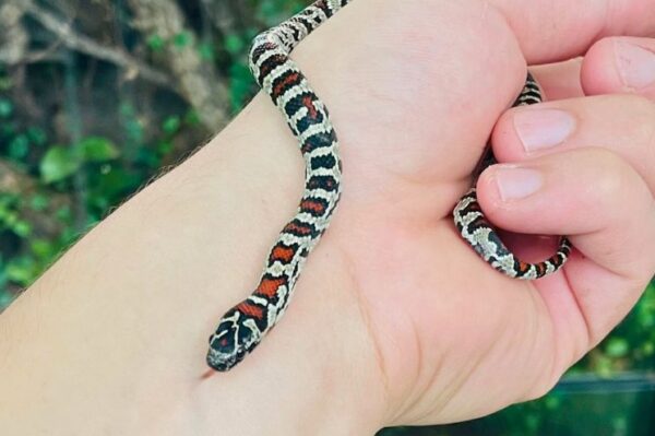 mexikanische Königsnatter, Lampropeltis mexicana Jungtier Terraristik Shop Wien Zoo Austria Bei uns erhältlich