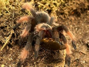 Brachypelma emilia, auch Orangebein Vogelspinne genannt bei der Fütterung. Bei uns erhältlich ZooAustria Terraristik Shop Wien