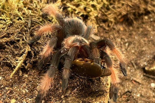 Brachypelma emilia, auch Orangebein Vogelspinne genannt bei der Fütterung. Bei uns erhältlich ZooAustria Terraristik Shop Wien