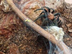 Vogelspinne Davus pentaloris, mit wespenähnlicher Zeichnung in schwarz-orange. Bei uns erhältlich Zoo Austria Terraristikshop Wien