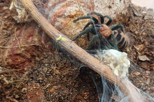 Vogelspinne Davus pentaloris, mit wespenähnlicher Zeichnung in schwarz-orange. Bei uns erhältlich Zoo Austria Terraristikshop Wien