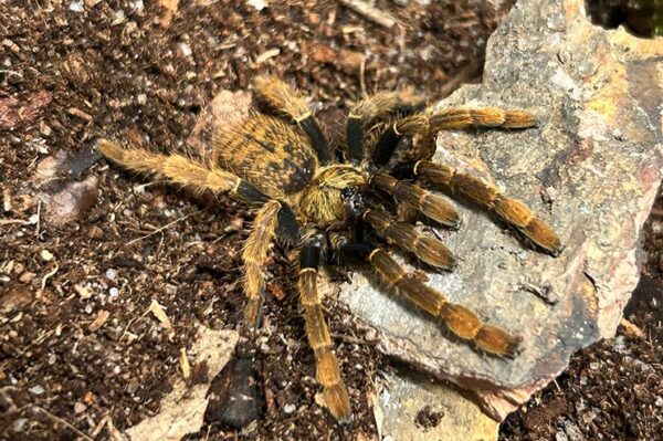 Neoholothele incei gold. Zwergvogelspinne. Bei uns erhältlich Zoo Austria Ihr Profi für Terraristik