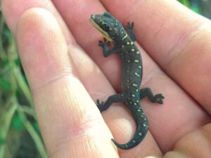 australischer Samtgecko, oedura monilis jungtier auf der Hand. Bei uns geschlüpft. Terraristik Shop Wien Zoo Austria