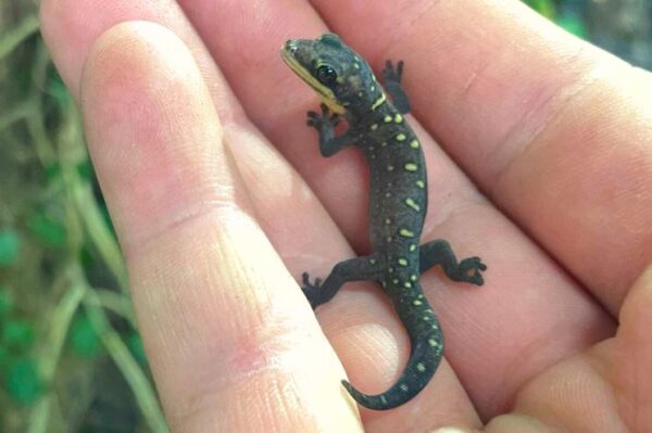 australischer Samtgecko, oedura monilis jungtier auf der Hand. Bei uns geschlüpft. Terraristik Shop Wien Zoo Austria