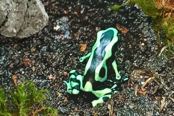 Bei uns erhältlich. Terraristik Shop Zoo Austria Wien Pfeilgiftfrösche Dendrobates auratus Costa Rica