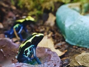 Terraristik Shop Wien. Verschiedene Pfeilgiftfrösche bei uns erhältlich. Dendrobates tinctorius nominat, kontrastreiche Zeichnung in schwarz dunkelblau mit übergängen Gelb und hellblau