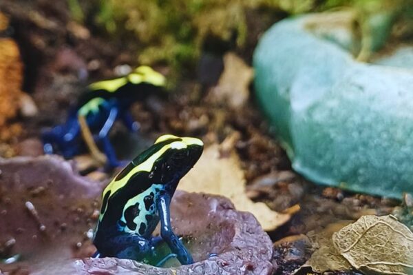 Terraristik Shop Wien. Verschiedene Pfeilgiftfrösche bei uns erhältlich. Dendrobates tinctorius nominat, kontrastreiche Zeichnung in schwarz dunkelblau mit übergängen Gelb und hellblau