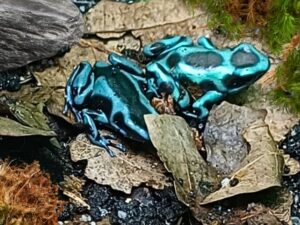 Terraristik Shop Wien. Zoo Austria. Verschiedene Pfeilgiftfrösche bei uns erhältlich. Dendrobates auratus Bronze