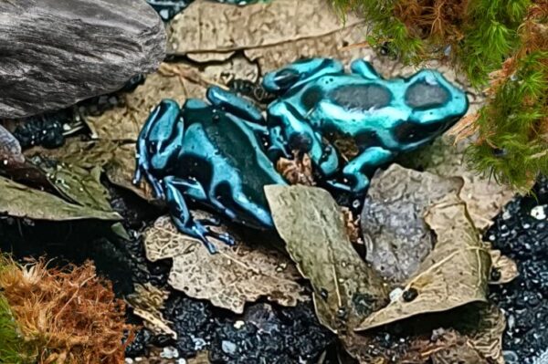 Terraristik Shop Wien. Zoo Austria. Verschiedene Pfeilgiftfrösche bei uns erhältlich. Dendrobates auratus Bronze